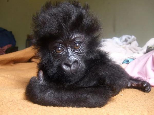 全世界最會凹造型的大猩猩，被“奶爸”呵護14年後，還是去世了