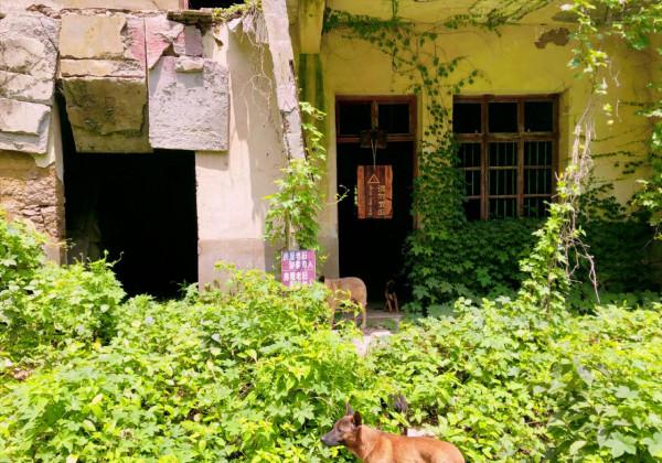 浙江舟山一“空村”,棟棟別墅爬滿綠植,上過英國《每日郵報》 浙江舟山一“空村”,棟棟別墅爬滿綠植,上過英國《每日郵報》