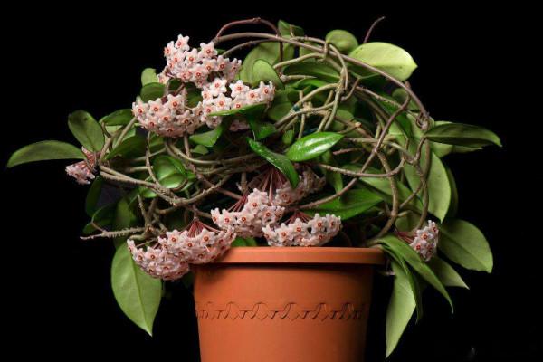 11種“吉祥花”，“窮養”才養得好，用小盆少澆水，反而旺得很