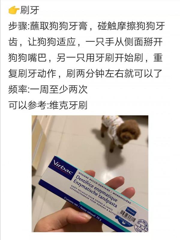 多年養狗人告訴你：這樣養狗才正確