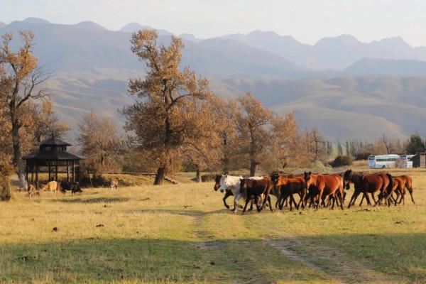 跟著秋天，去新疆