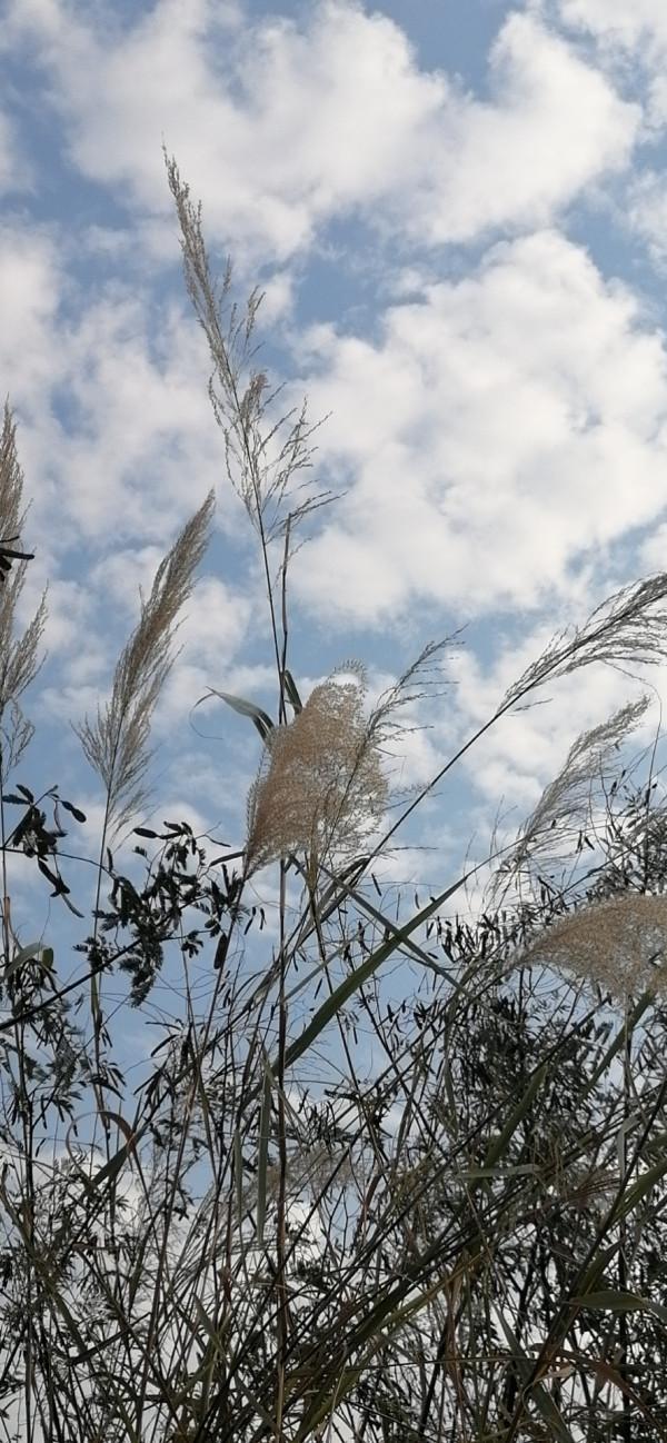 雲彩下的山城系列（九）