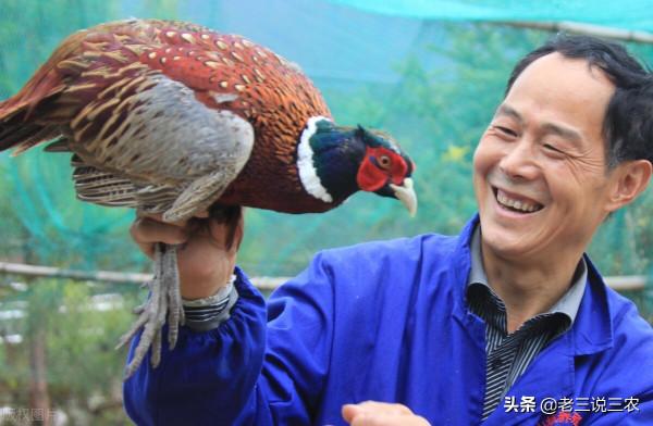 農村養豬三年，還不如養動物人參一年，月入2萬，為啥能掙錢？