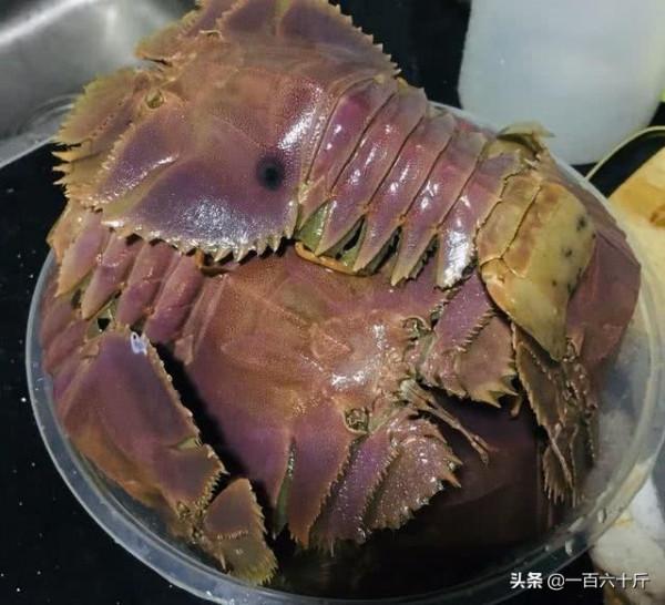 誤認為是“龍蝦”,花250塊,買3斤回家,煮完一吃“驚喜滿滿” 誤認為是“龍蝦”,花250塊,買3斤回家,煮完一吃“驚喜滿滿”