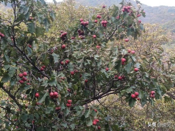 徒步延慶鳳凰坨,登高賞秋色 徒步延慶鳳凰坨,登高賞秋色