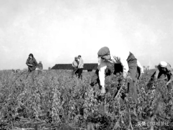 知青歲月：在北大荒第一次走跳板摔傷胳膊，他因禍得福收穫愛情