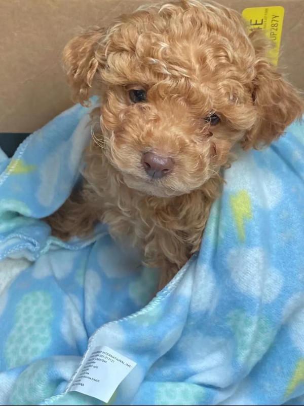 養狗(散文) 養狗(散文)