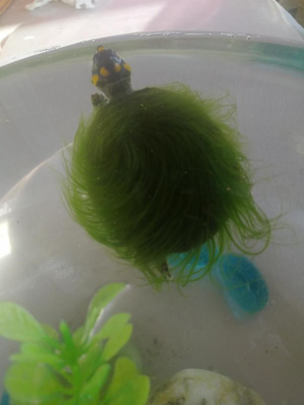 我家養了一隻&OpenCurlyDoubleQuote;綠毛龜&rdquo;