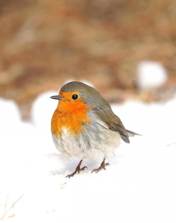 烏魯木齊植物園拍歐亞鴝