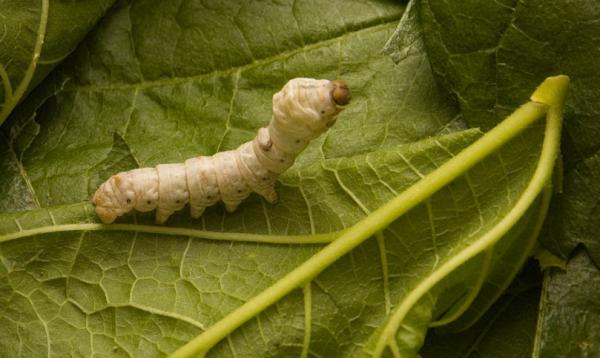 中秋閤家團聚的日子，農民都在忙什麼？4件事，哪一件都不敢耽誤