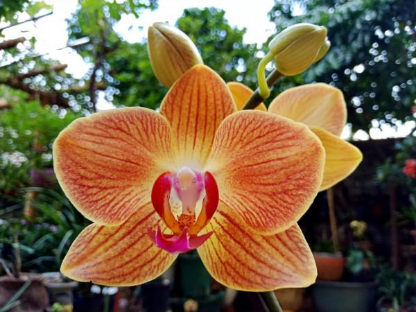 #陽臺小花園#又添新品種