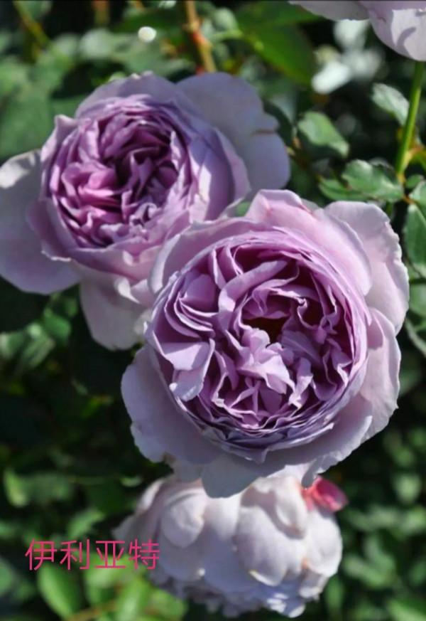 木村卓功及木村系列月季品種（4）