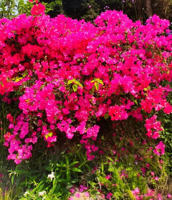 觀賞精品杜鵑 觀賞精品杜鵑