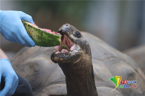 英國動物園內加拉帕戈斯象龜大快朵頤吃西瓜 英國動物園內加拉帕戈斯象龜大快朵頤吃西瓜