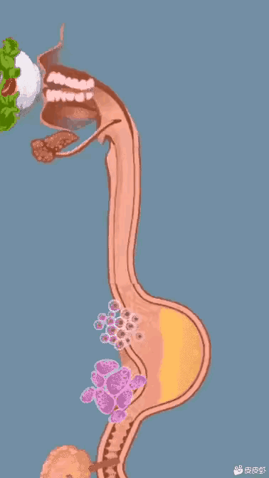 動畫一步看懂消化系統工作