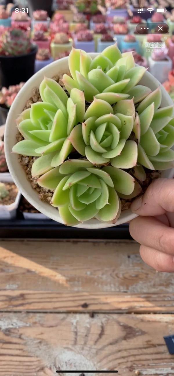 為多肉瘋狂的程度應該就是，買買買，種種種了吧