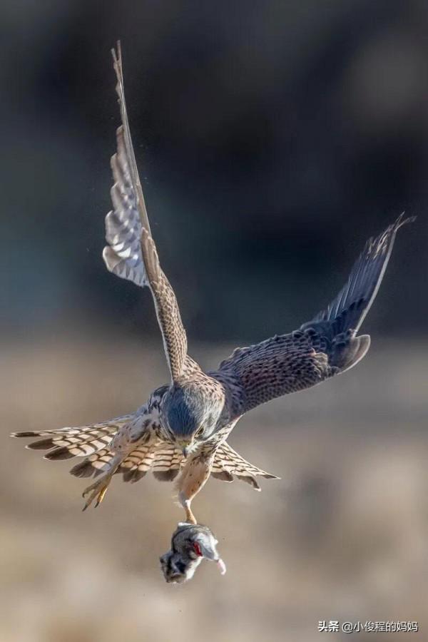 體型最小的猛禽——紅隼