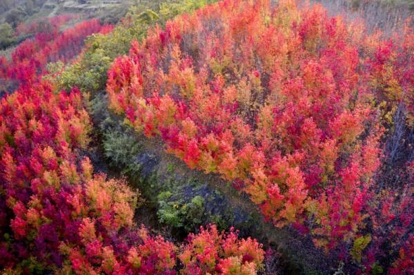 秋染太行山，楓葉如紅霞