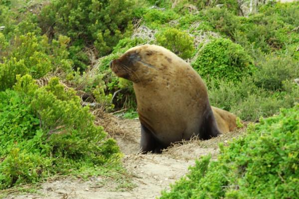南澳袋鼠島風光之 海豹灣 南澳袋鼠島風光之 海豹灣