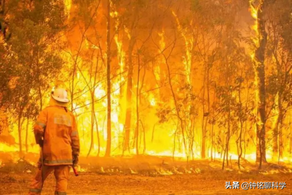 突發!澳大利亞又現森林野火,茂盛的桉樹為何喜歡“引火燒身”? 突發!澳大利亞又現森林野火,茂盛的桉樹為何喜歡“引火燒身”?