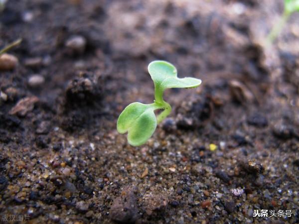 如何輕鬆給寶寶斷奶? 如何輕鬆給寶寶斷奶?