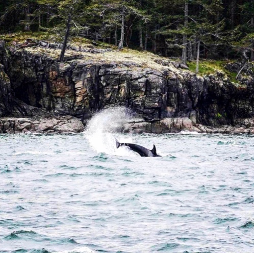維多利亞最最推薦!!觀鯨之旅 維多利亞最最推薦!!觀鯨之旅