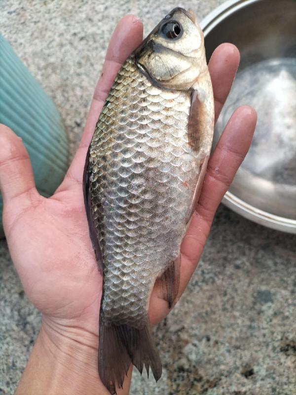 一起來尋&OpenCurlyDoubleQuote;巨物&rdquo;絕對是漁獲中的亮點