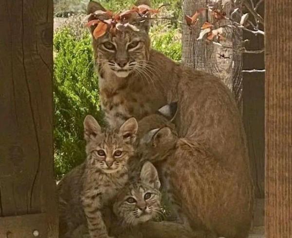 山貓連續14天來蹭飯，自己先混熟了，又帶上一窩小貓崽來串門