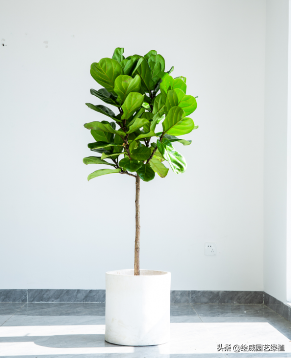 這幾種大型植物擺在家裡，高檔雅緻，朋友都恨不得搬回家