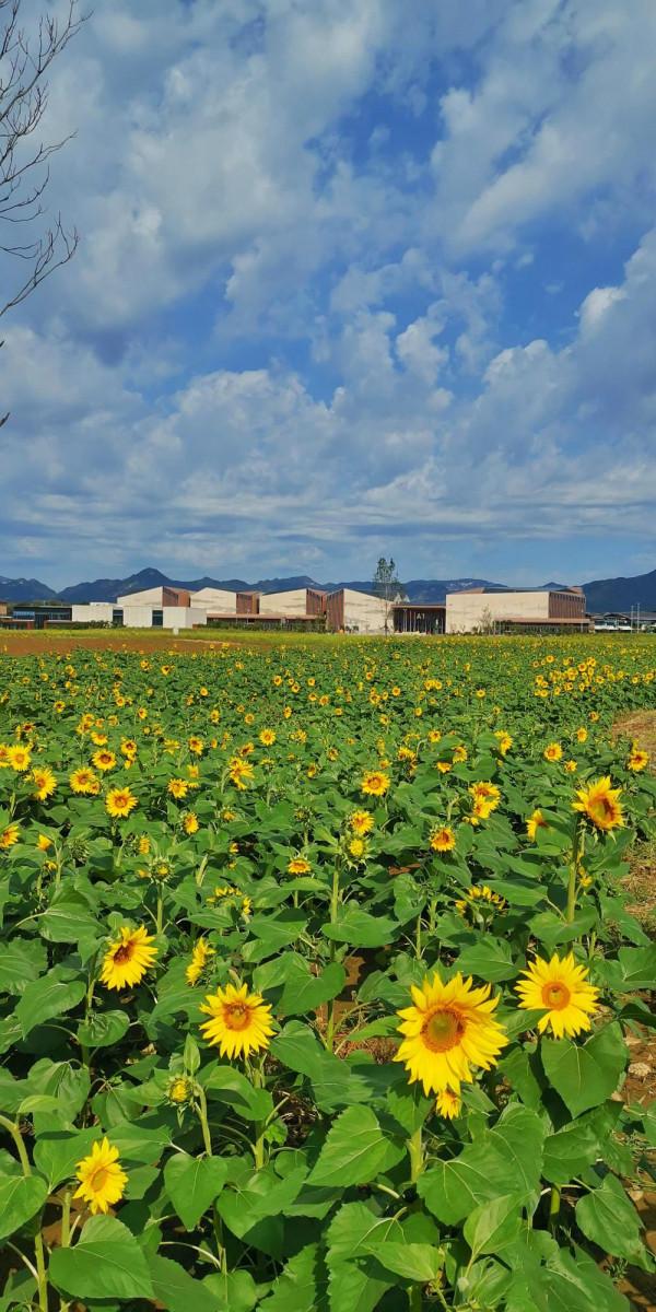 國慶假期金海湖畔打卡向日葵畫卷