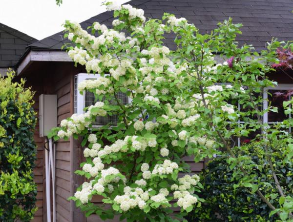 常見的繡球花有4個品種，開花時間各不相同，要選對時間“促花”