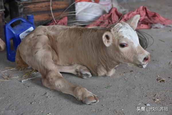 養牛新危機來襲，多地爆發赤羽病，不少牛場紛紛中招