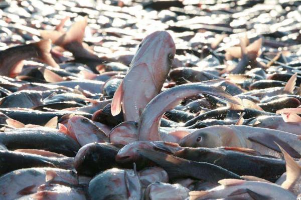 2018年她在釣到的魚裡發現金項鍊和24顆珍珠，後來怎麼樣了？