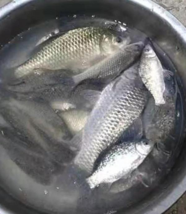 冬釣不偷懶，上魚才能多，揭穿釣魚大爺冬季釣魚多的秘密