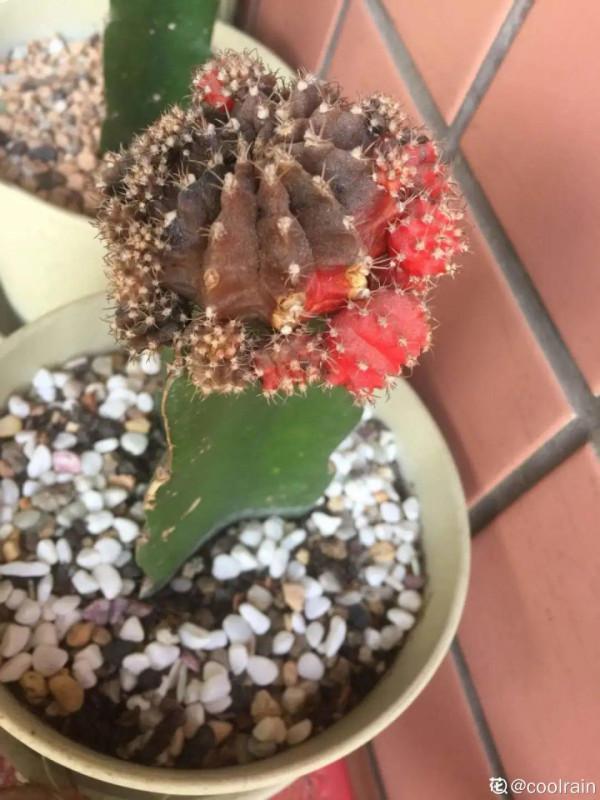 冬天6類花，葉片和花苞別噴水，一噴就爛了