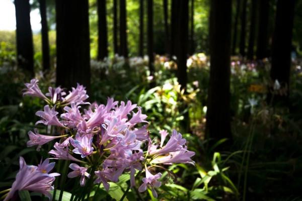 上海植物園林蔭花道即將“上新”~林下空間更“靚”了 上海植物園林蔭花道即將“上新”~林下空間更“靚”了