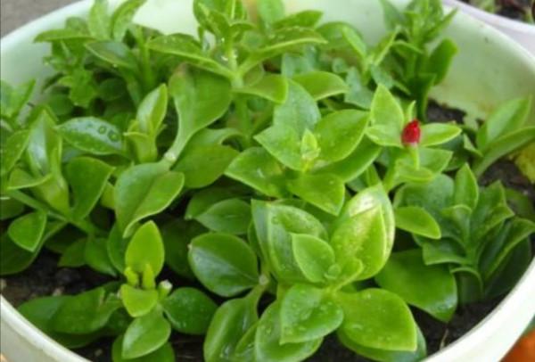 喜歡養花的女人,建議養這“5種花”,“美容養顏”好處多多 喜歡養花的女人,建議養這“5種花”,“美容養顏”好處多多