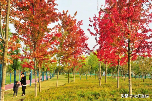 不可思議！已是深秋，月兒灣公園卻如此多彩，恰似夏日還未走遠