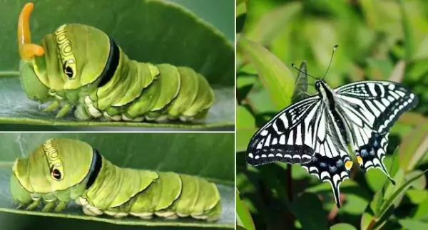 萌萌的大眼蟲子——柑橘鳳蝶