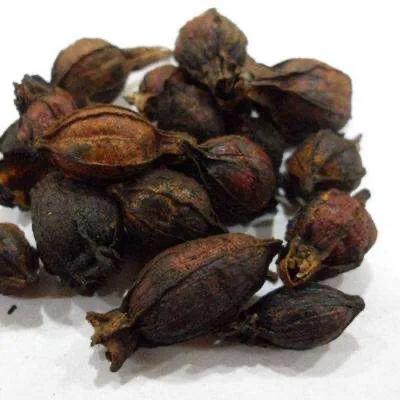 瞭解並熟記石決明配黑梔子的功效，跟我學好中藥