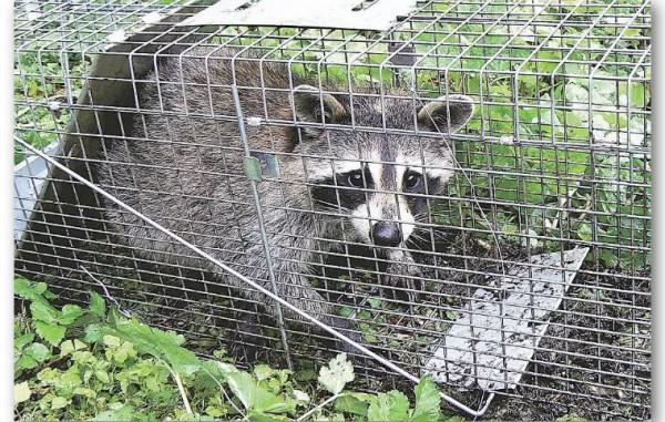 日本小浣熊多成災，鄉民被要求：自己捕殺自己扔，垃圾分類要做好