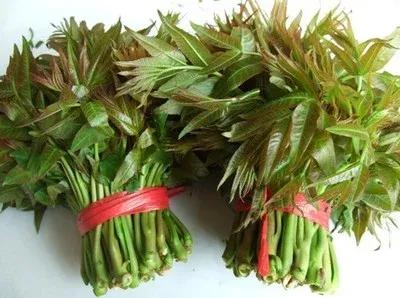 貴州農村的幾種野菜，你都吃過嗎？