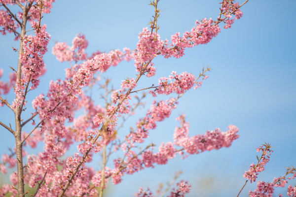 羨慕了！西昌人，你的早櫻美景正在派送中，請接收