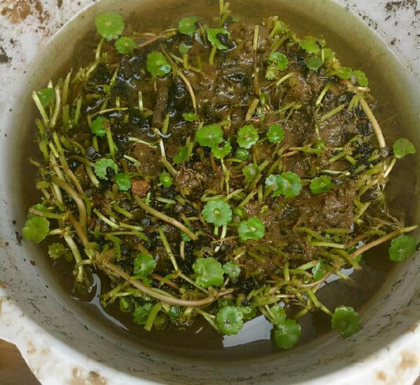 養花懂“取捨”，4種花一招“抹墩切”，1月後更旺、更密