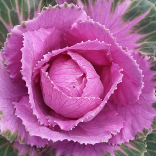 雨雪天凍不死的8種花,越冷越開花,冬天養一盆,喜慶又漂亮 雨雪天凍不死的8種花,越冷越開花,冬天養一盆,喜慶又漂亮