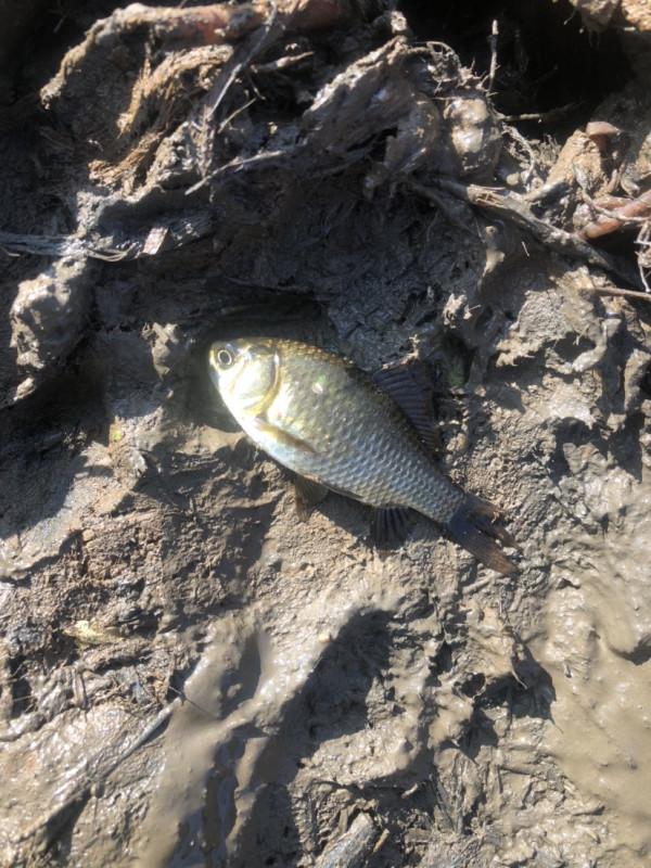 探索沼澤塘有驚無險,黃金小奶鯽齊上岸 探索沼澤塘有驚無險,黃金小奶鯽齊上岸