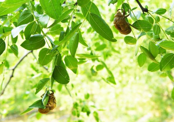 (四百九十三)暑假 (四百九十三)暑假