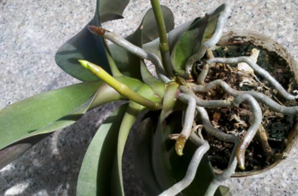 蝴蝶蘭爛葉又爛根,秋季這樣做,快速長新芽,春季就開花 蝴蝶蘭爛葉又爛根,秋季這樣做,快速長新芽,春季就開花