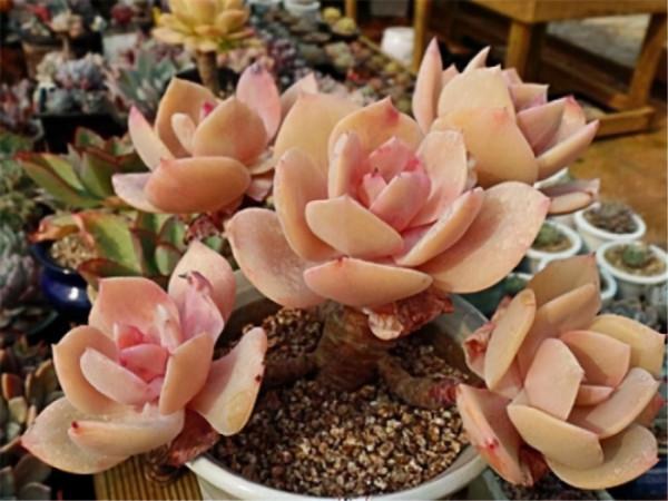 多肉植物：出彩的景天科多肉，便宜好養，還不怕夏天哦