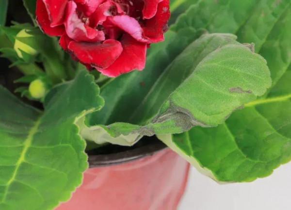 “人間富貴花”大巖桐，大半年都在開花，摘片葉子撒土裡就生根